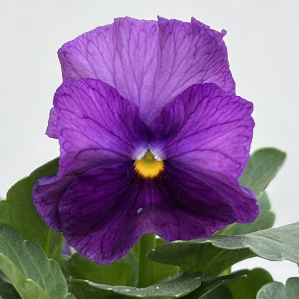 見元園芸さんのパンジー：ファランドール3-3.5号ポット*