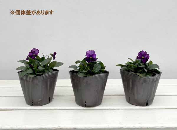 見元園芸さんのパンジー：ファランドール3-3.5号ポット*