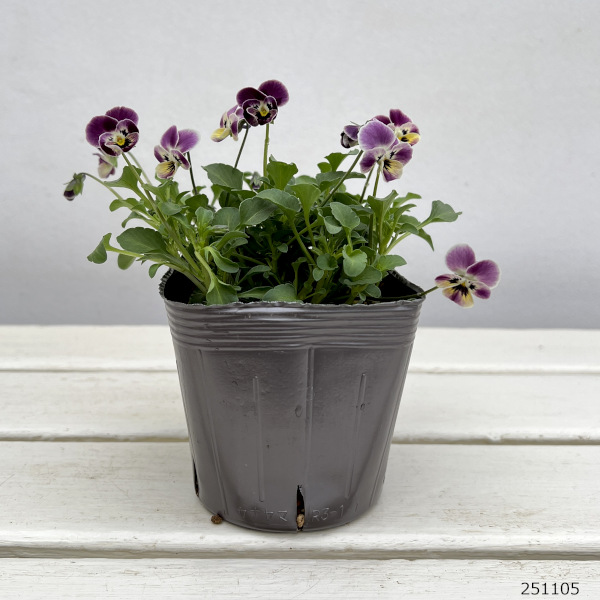見元園芸さんのビオラ:つぶらなタヌキ あずき3-3.5号ポット*