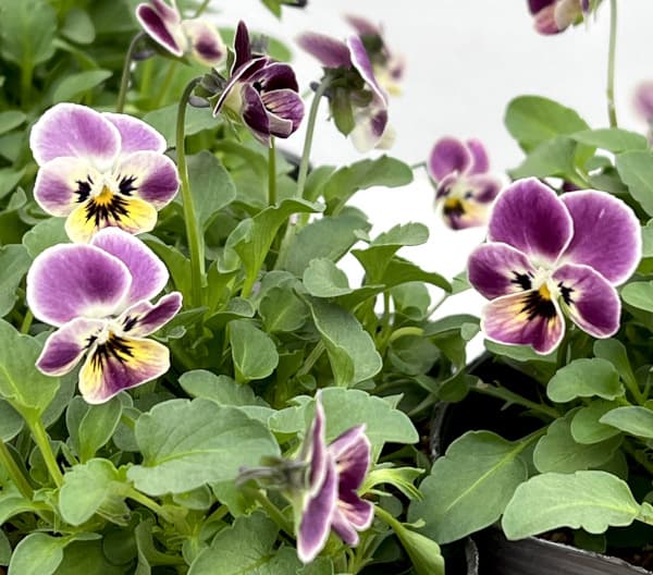 見元園芸さんのビオラ:つぶらなタヌキ あずき3-3.5号ポット*