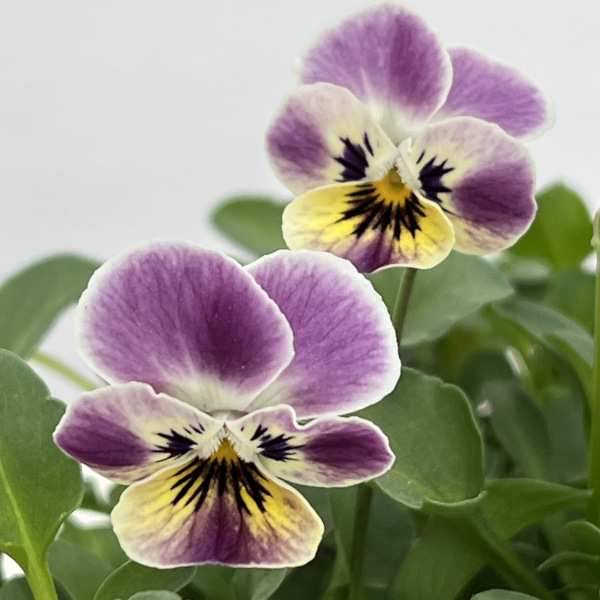 見元園芸さんのビオラ:つぶらなタヌキ あずき3-3.5号ポット*