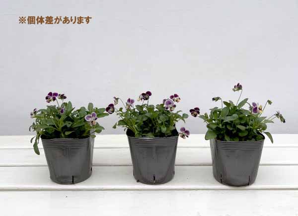 見元園芸さんのビオラ:つぶらなタヌキ あずき3-3.5号ポット*