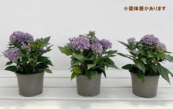 ペンタス:ドリームスター ブルー3.5号ポットト