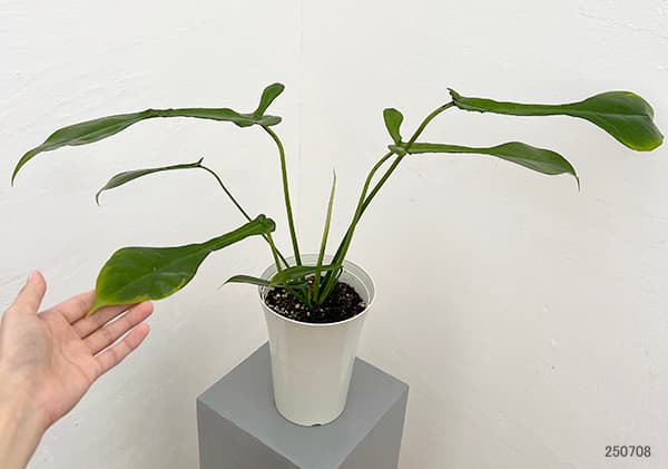 フィロデンドロン：ジョーピー　6号鉢植え