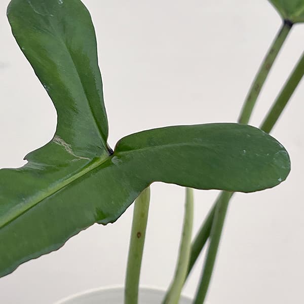 フィロデンドロン：ジョーピー　6号鉢植え