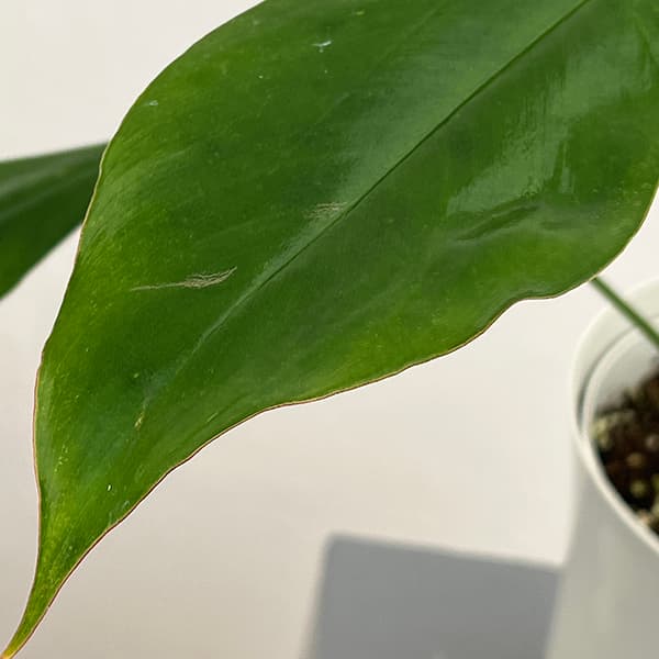 フィロデンドロン：ジョーピー　6号鉢植え