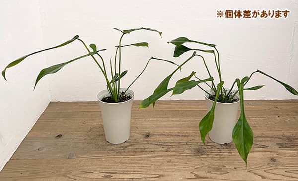 フィロデンドロン：ジョーピー　6号鉢植え