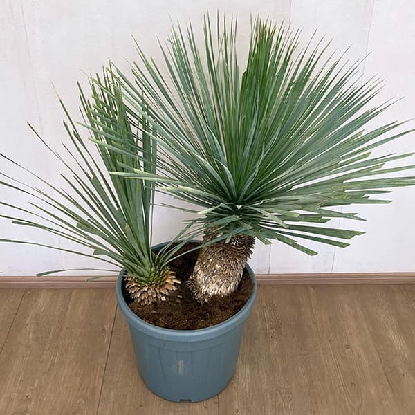 ユッカ:ロストラータ ブルー&ブルー(多頭)40cm鉢植え