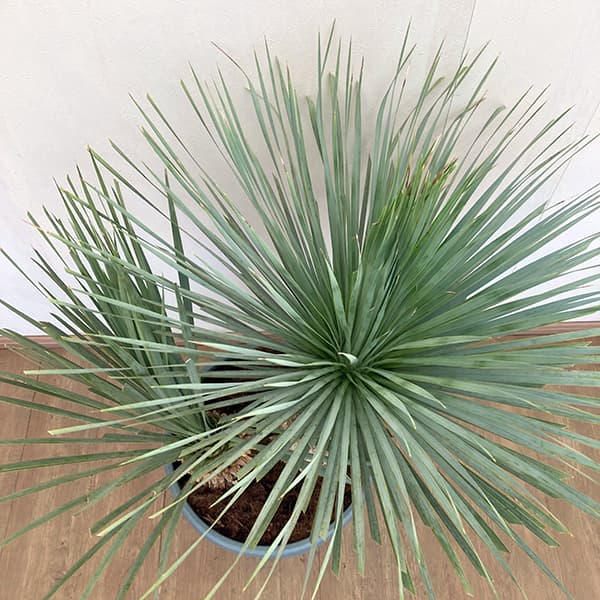 ユッカ:ロストラータ ブルー&ブルー(多頭)40cm鉢植え