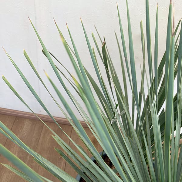 ユッカ:ロストラータ ブルー&ブルー(多頭)40cm鉢植え