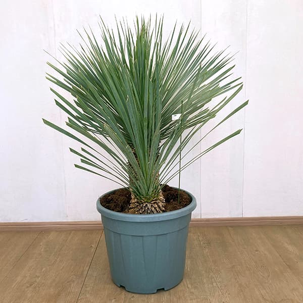 ユッカ:ロストラータ ブルー&ブルー(多頭)40cm鉢植え