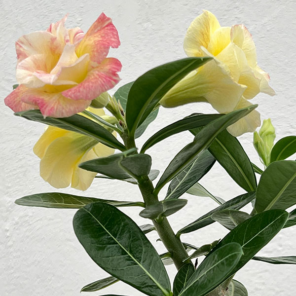 アデニウム:オベスム kul wdi 4号鉢植え