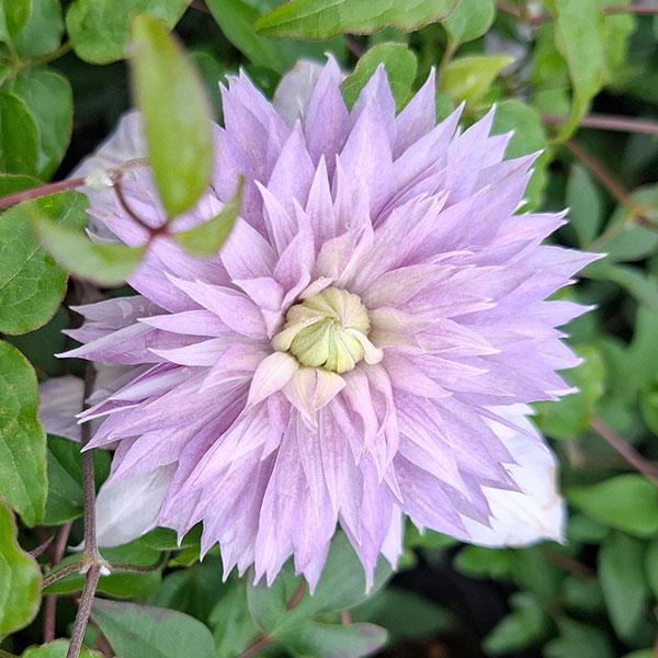 クレマチス：ヨウセイノウタゲ（妖精の宴）4号ロングポット