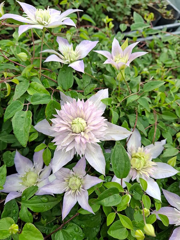 クレマチス：ヨウセイノウタゲ（妖精の宴）4号ロングポット