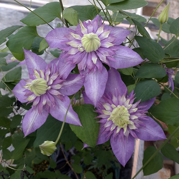 クレマチス：タイキ（大樹）4号ロングポット