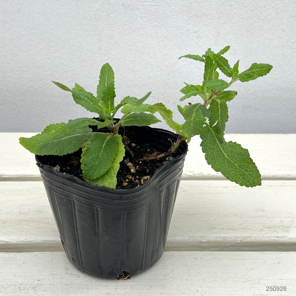 サルビア：ブルーブーケ3号ポット