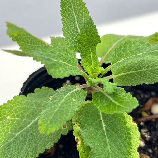 サルビア：ブルーブーケ3号ポット