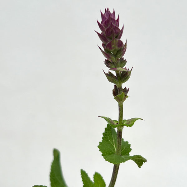 サルビア：ブルーブーケ3号ポット