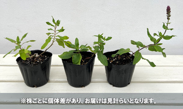 サルビア：ブルーブーケ3号ポット