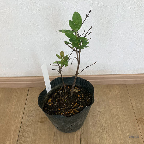 ハスカップ（ハニーベリー）：ドスク・ヴェリカナ5号ポット