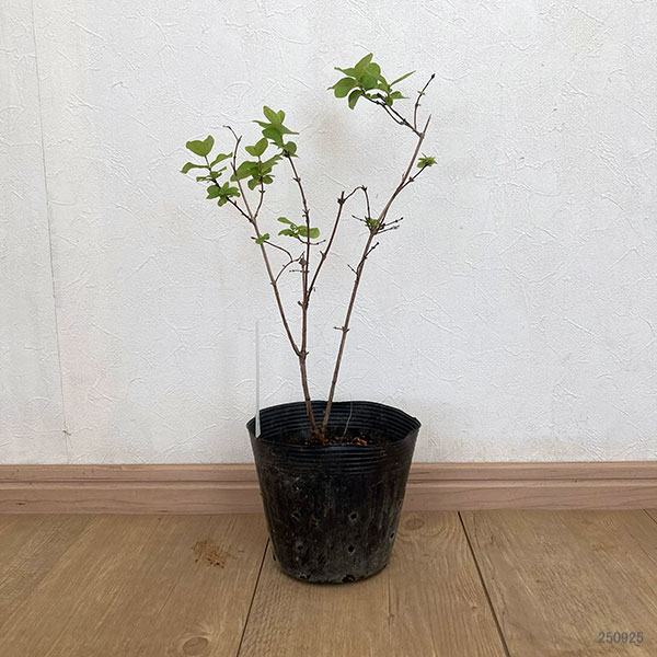 ハスカップ（ハニーベリー）：ジュガナ5号ポット