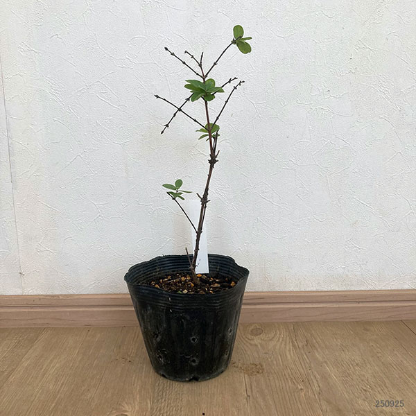 ハスカップ(ハニーベリー):ヴォストルク5号ポット