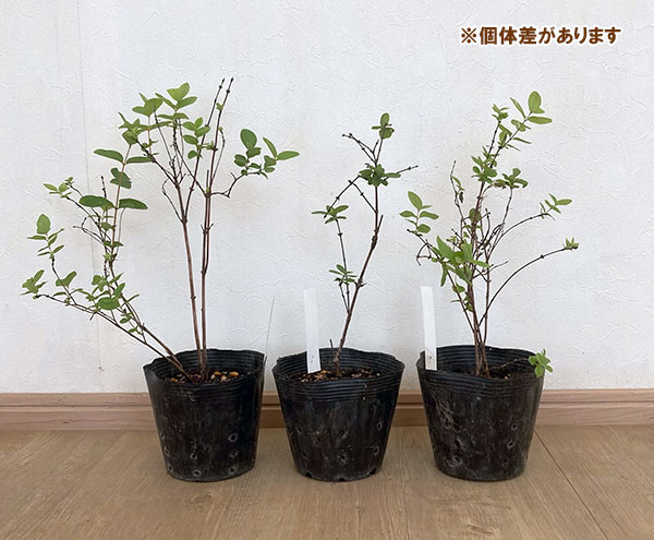 ハスカップ(ハニーベリー):ヴォストルク5号ポット