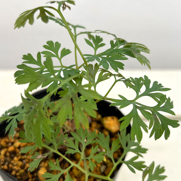 ディセントラ：ドリーミングハーツ3号ポット