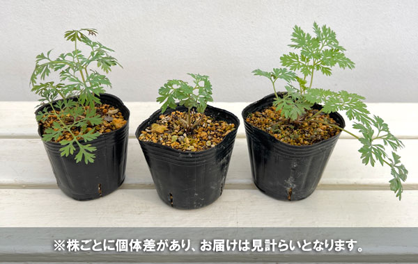 ディセントラ：ドリーミングハーツ3号ポット