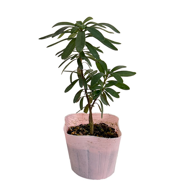 ジンチョウゲ（四季咲沈丁花）：エターナルフレグランス（ピンク）3.5号ポット