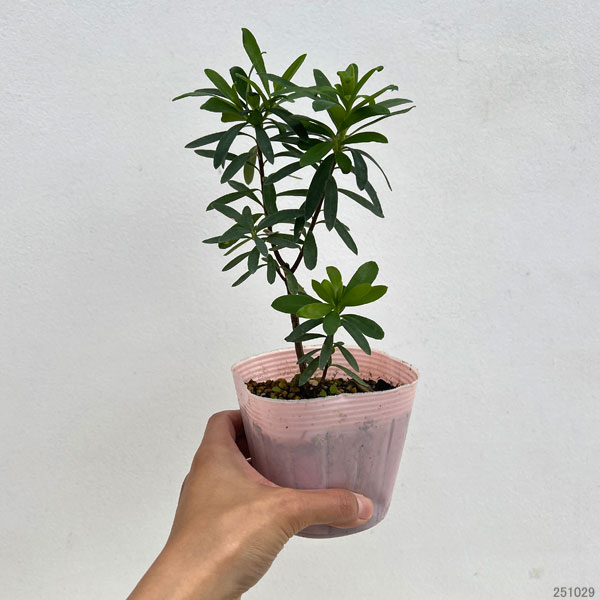 ジンチョウゲ（四季咲沈丁花）：エターナルフレグランス（ピンク）3.5号ポット