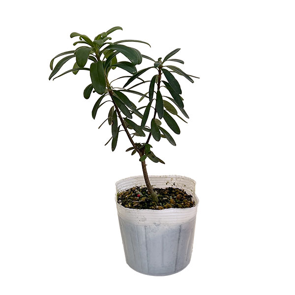 ジンチョウゲ（四季咲沈丁花）：エターナルフレグランス（ホワイト）3.5号ポット