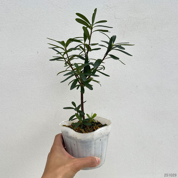 ジンチョウゲ（四季咲沈丁花）：エターナルフレグランス（ホワイト）3.5号ポット