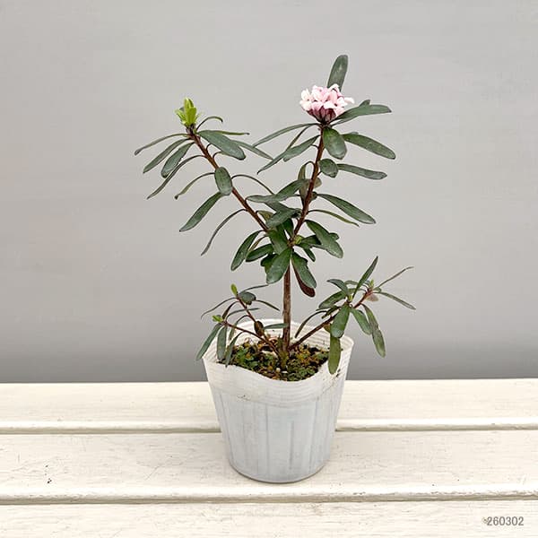 ジンチョウゲ（四季咲沈丁花）：エターナルフレグランス（ホワイト）3.5号ポット