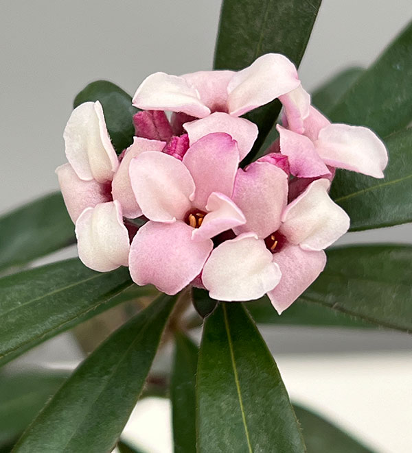 ジンチョウゲ（四季咲沈丁花）：エターナルフレグランス（ホワイト）3.5号ポット