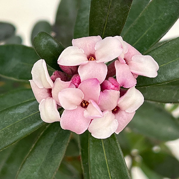 ジンチョウゲ（四季咲沈丁花）：エターナルフレグランス（ホワイト）3.5号ポット