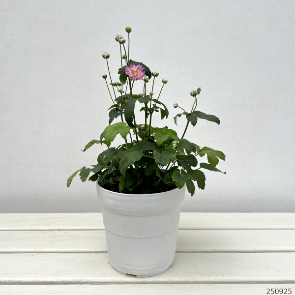 シュウメイギク(秋明菊):葵祭り5号鉢植え