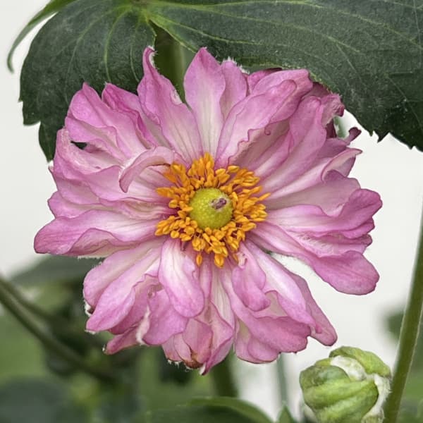 シュウメイギク(秋明菊):葵祭り5号鉢植え