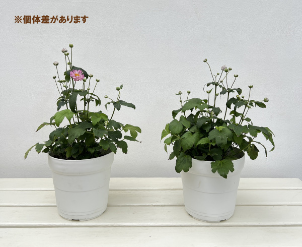 シュウメイギク(秋明菊):葵祭り5号鉢植え