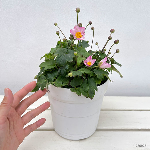 シュウメイギク（秋明菊）：うねめ祭り5号鉢植え