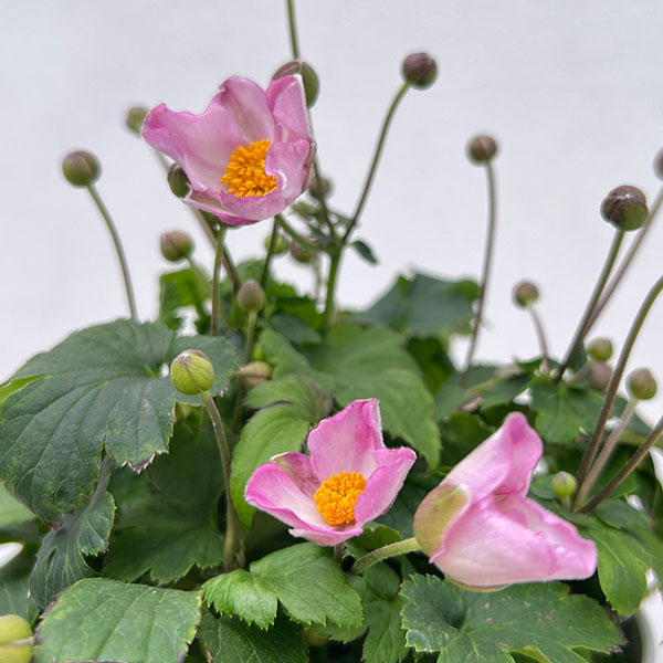 シュウメイギク（秋明菊）：うねめ祭り5号鉢植え