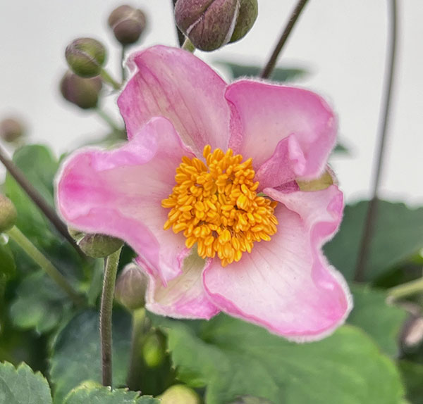 シュウメイギク（秋明菊）：うねめ祭り5号鉢植え