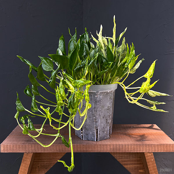 ポトス:テルノ3種寄せ植え(ラブソング・サンシャイン・シャングリラ) 5号ネガミエル植え