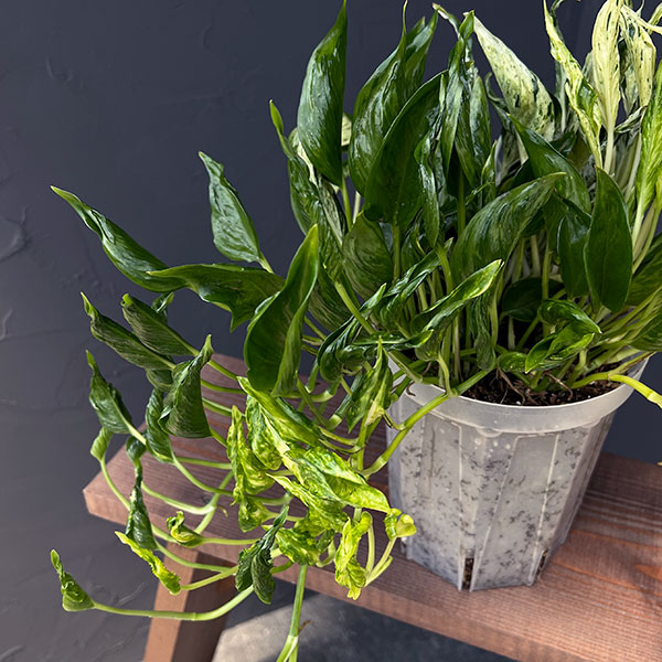 ポトス:テルノ3種寄せ植え(ラブソング・サンシャイン・シャングリラ) 5号ネガミエル植え
