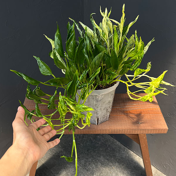 ポトス:テルノ3種寄せ植え(ラブソング・サンシャイン・シャングリラ) 5号ネガミエル植え