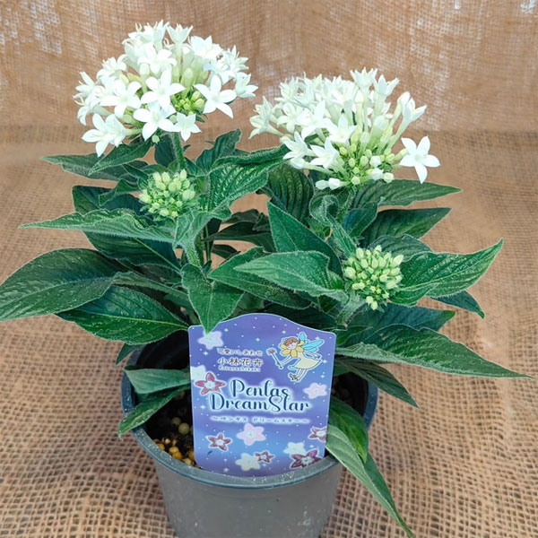 [26年5月中下旬予約]ペンタス：ドリームスター　ミルキームーン3.5号ポット
