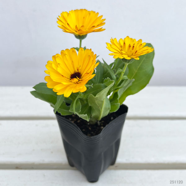 もこもこカレンジュラ：ライオンさんのトランペット（エミフル マロン）2.5号ロングポット