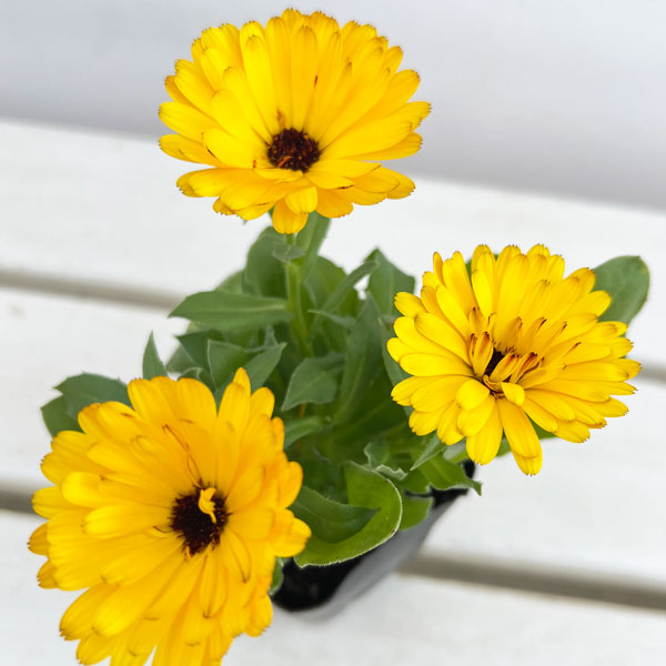 もこもこカレンジュラ：ライオンさんのトランペット（エミフル マロン）2.5号ロングポット