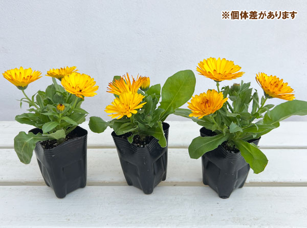 もこもこカレンジュラ：ライオンさんのトランペット（エミフル マロン）2.5号ロングポット