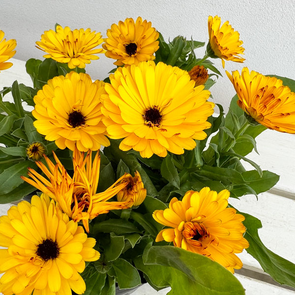 もこもこカレンジュラ：ライオンさんのトランペット（エミフル マロン）2.5号ロングポット